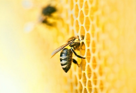 Project honeybees 08 main image 700x467