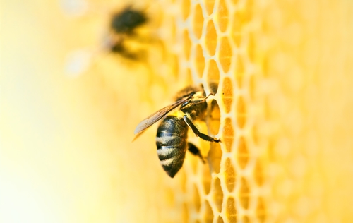 Project honeybees 08 main image