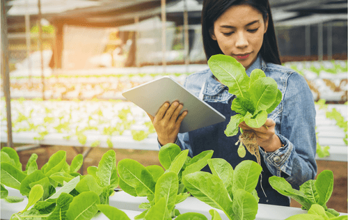 IOT in Greenhouses