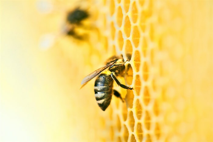 Project Honeybees 08 Main Image